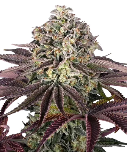 Granddaddy Purple | PHOTOFEM | Barneys Farm