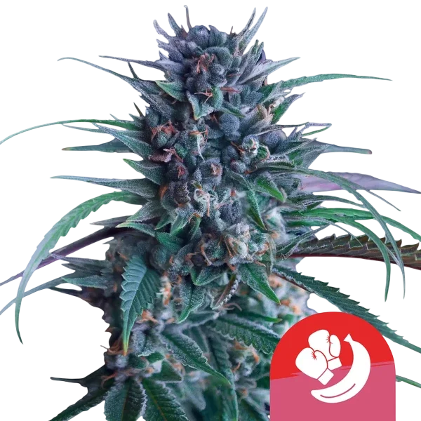 Banana Brawler (Tyson Collab) | PHOTOFEM | Royal Queen Seeds
