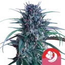 Banana Brawler | PHOTOFEM | Royal Queen Seeds