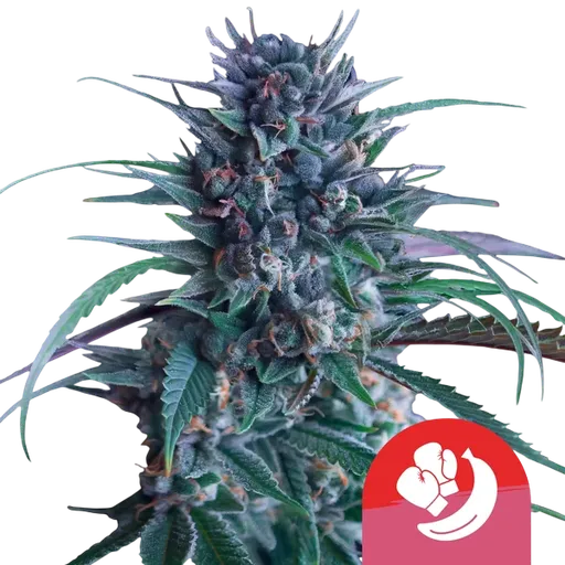 Banana Brawler | PHOTOFEM | Royal Queen Seeds