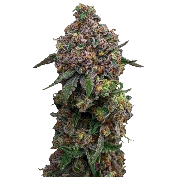 Cosmic Cheddar F1 | PHOTOFEM | Royal Queen Seeds