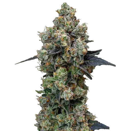Orbital Banana F1 | PHOTOFEM | Royal Queen Seeds