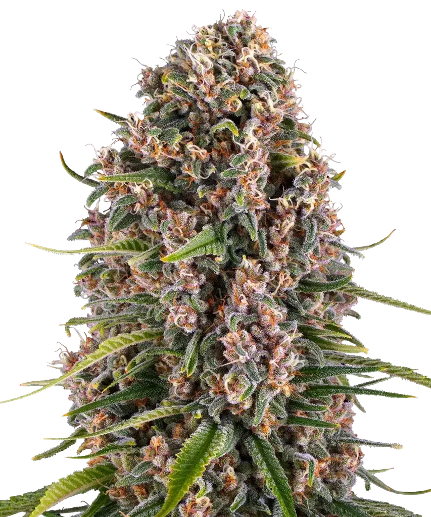 Blue Cheese – Produktansicht