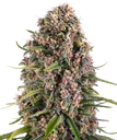 Blue Cheese | PHOTOFEM | Barneys Farm