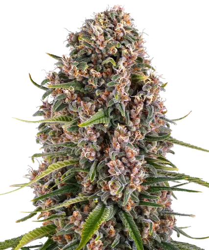 Blue Cheese | PHOTOFEM | Barneys Farm