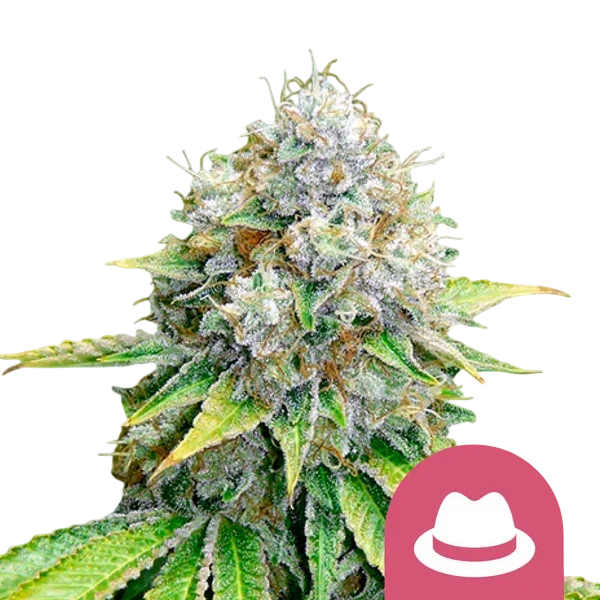 OG Kush – Produktansicht