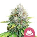 OG Kush | PHOTOFEM | Royal Queen Seeds