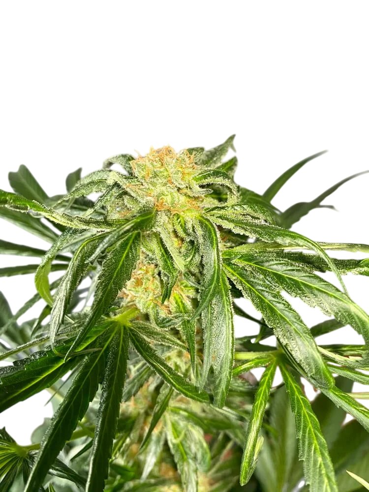 Jack Herer Fast – Produktansicht