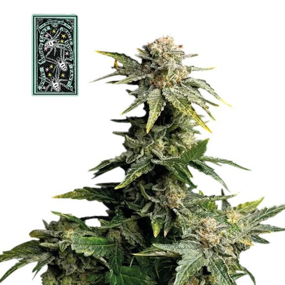 White Widow Fast – Produktansicht