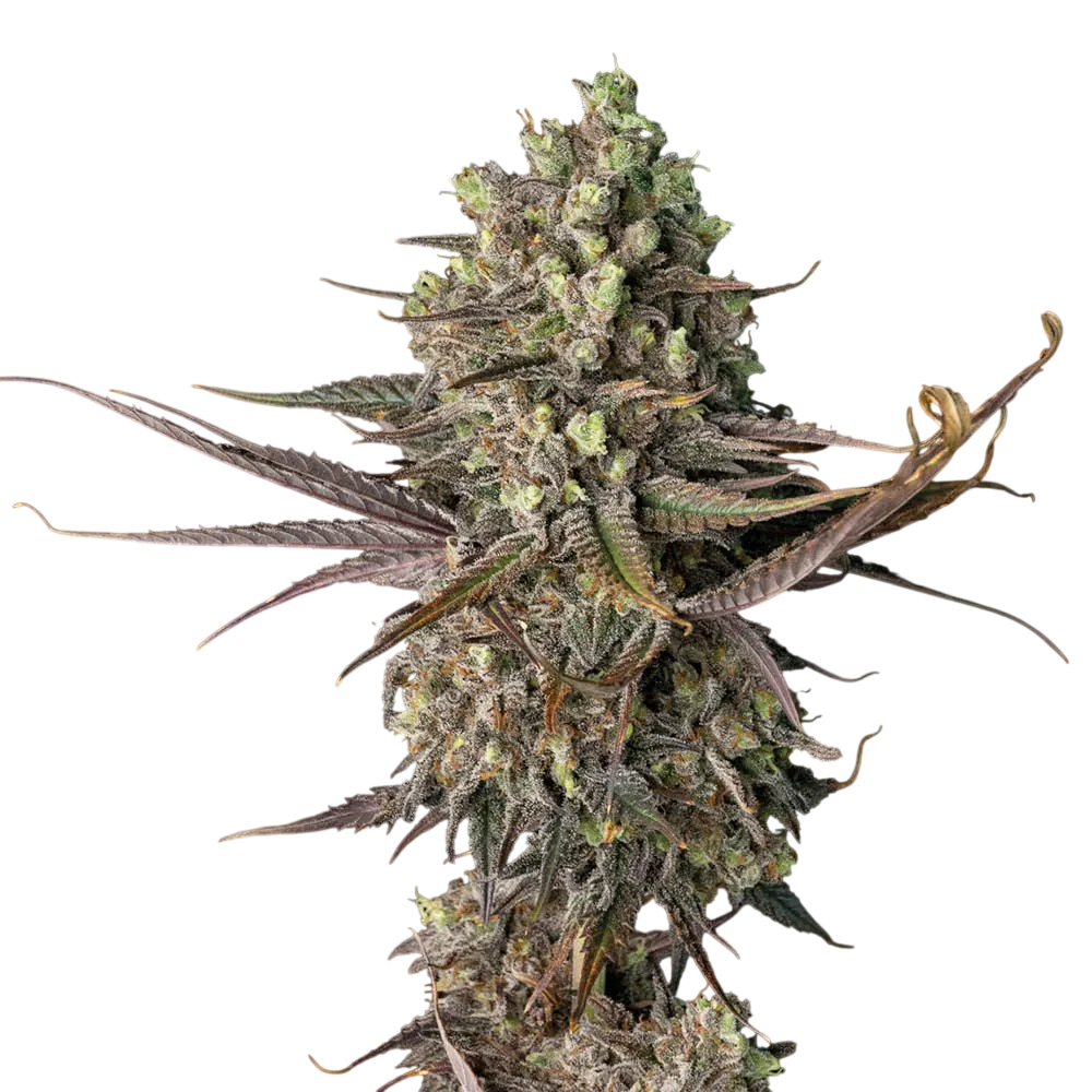 Blue Dream FAST | PHOTOFEM | Seedsman