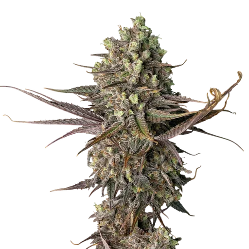 Blue Dream FAST