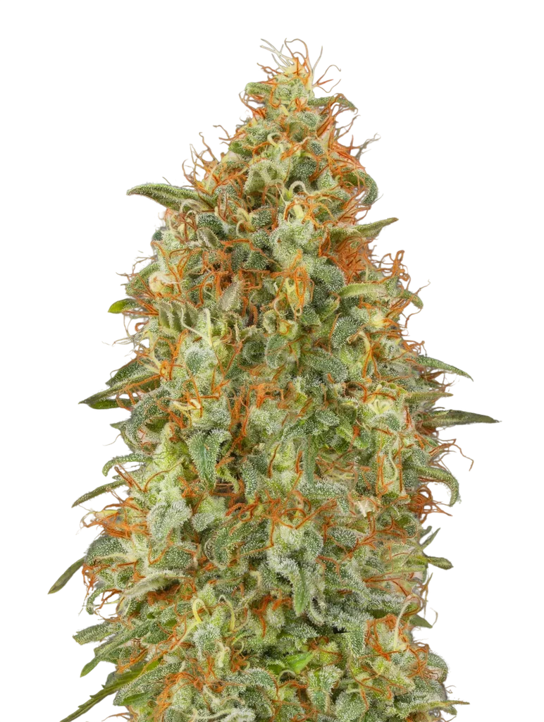 Zkittlez FAST – Produktansicht