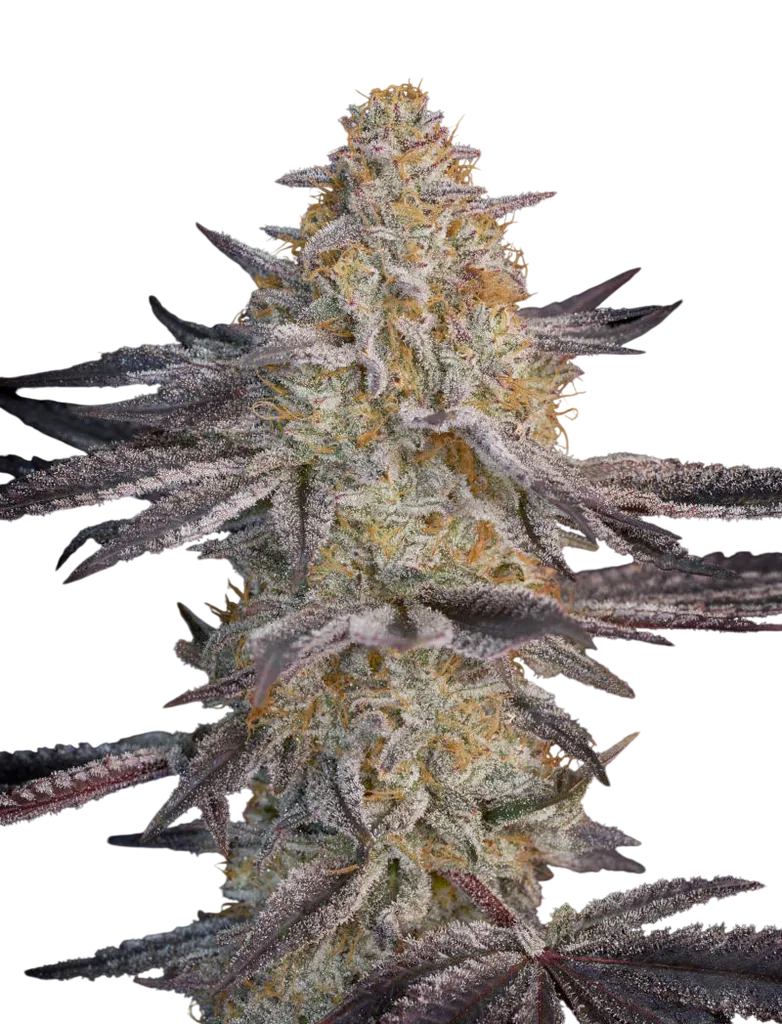 Air Lemon | PHOTOFEM | Greenhouse Seed Co.