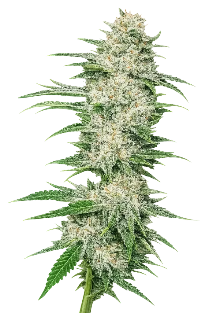Buddha Tahoe OG – Produktansicht