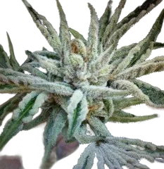 Buddha Tahoe OG