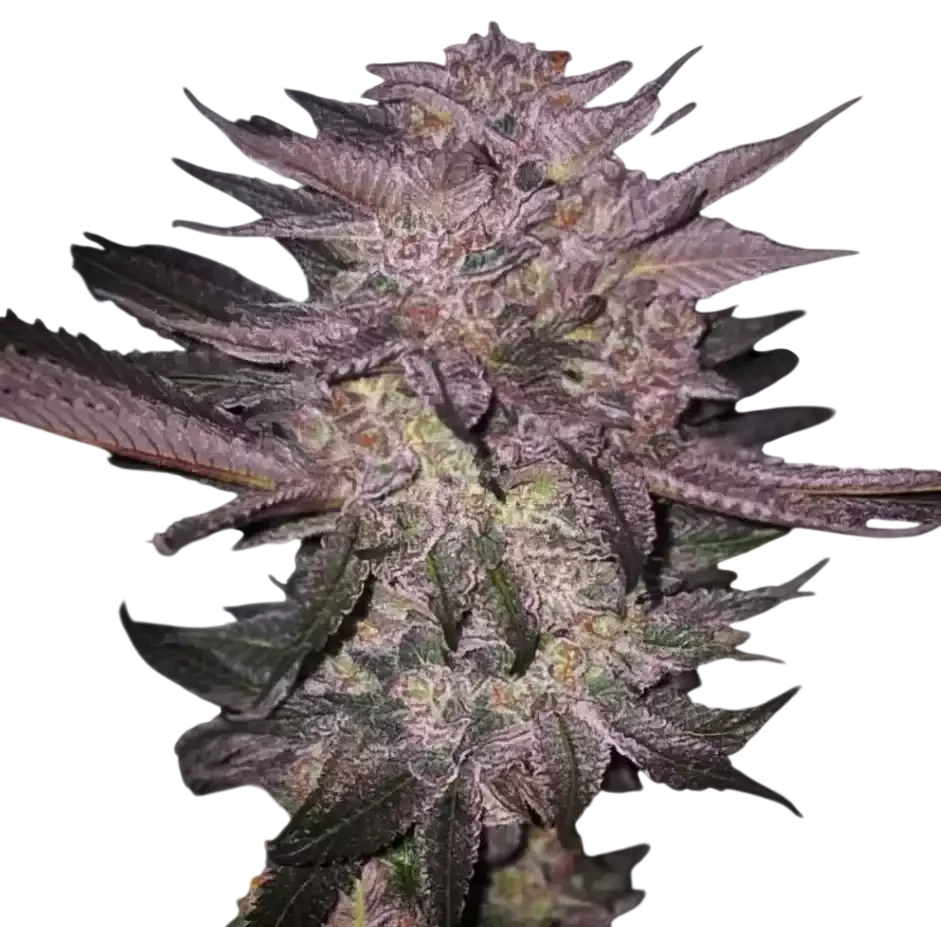Atomic Fuego R1 – Produktansicht