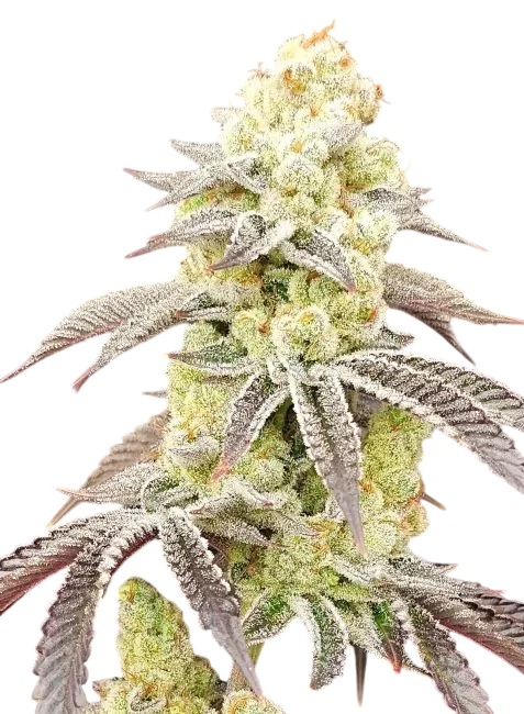 Aurelium – Produktansicht