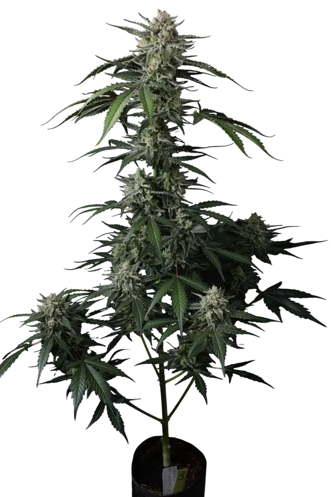Banana Guava Auto | AUTOFEM | Fast Buds