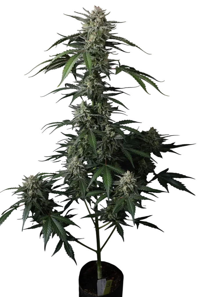 Banana Guava Auto – Produktansicht