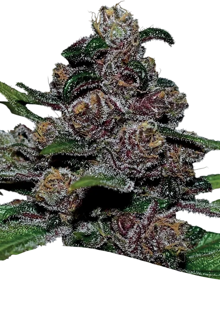 Blackberry Moonrocks Auto | AUTOFEM | Anesia Seeds