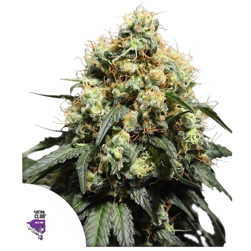 Bruce Lemon Diesel – Produktansicht