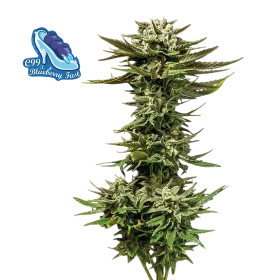 C99 x Blueberry Fast – Produktansicht