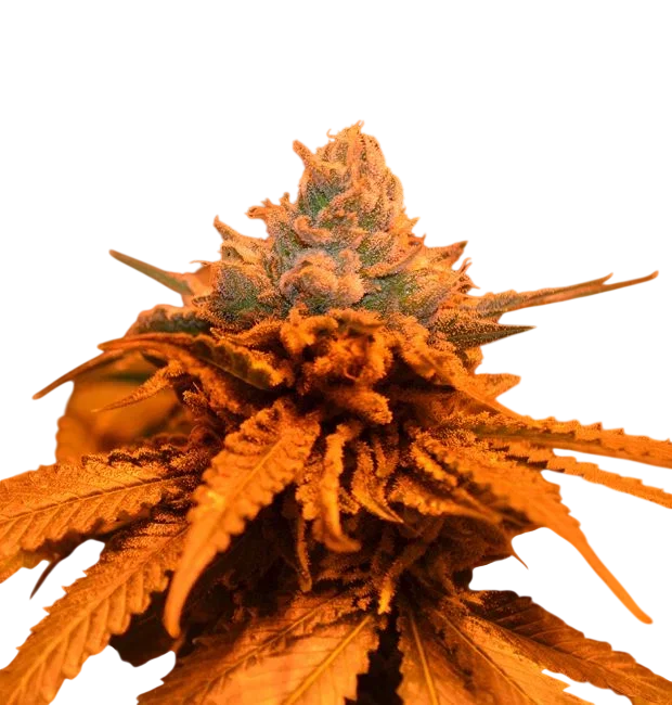Candyland – Produktansicht