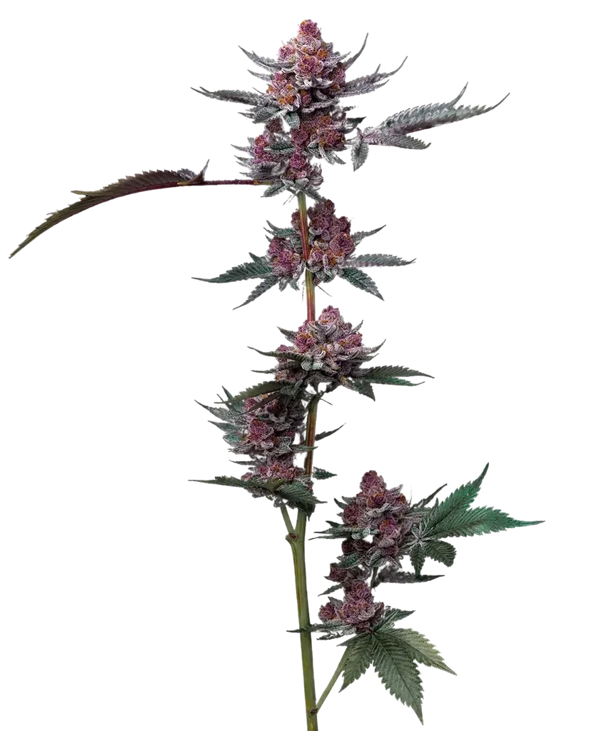 Cherry Poppers – Produktansicht
