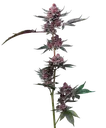Cherry Poppers | PHOTOFEM | Barneys Farm