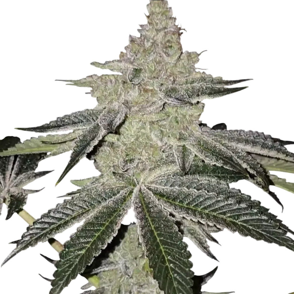Chama R1 | PHOTOFEM | Ethos Genetics