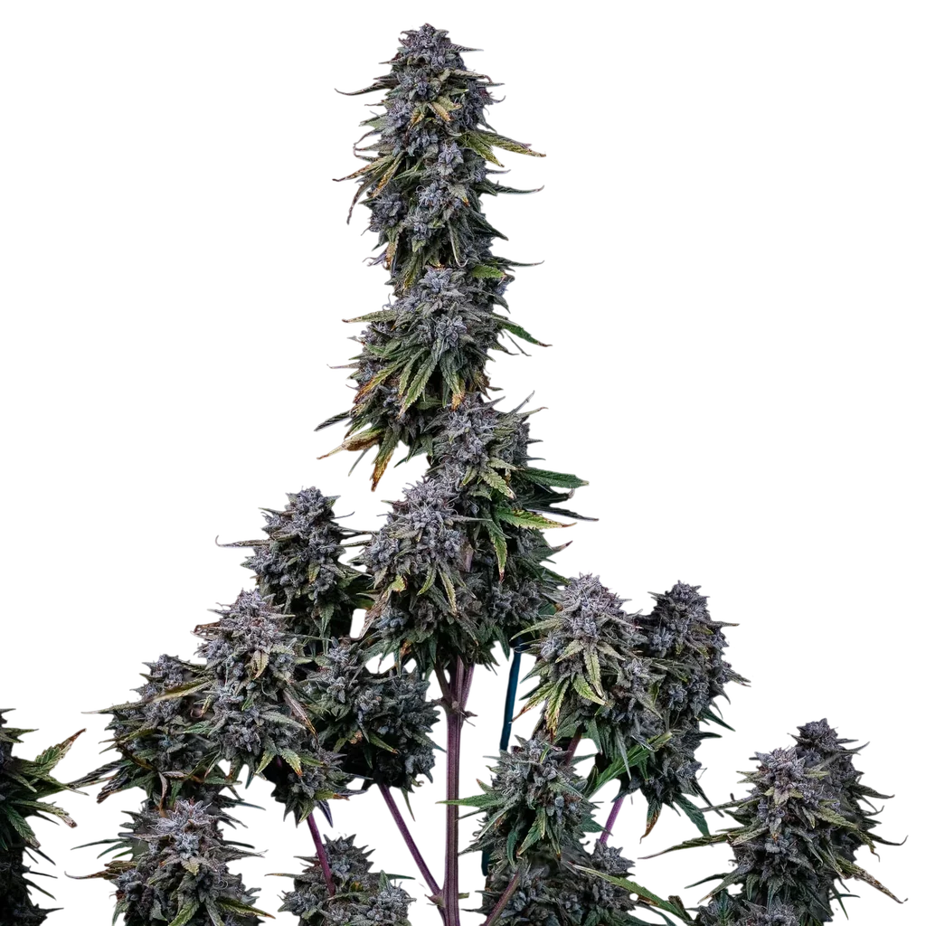 Grape Crinkle Auto – Produktansicht