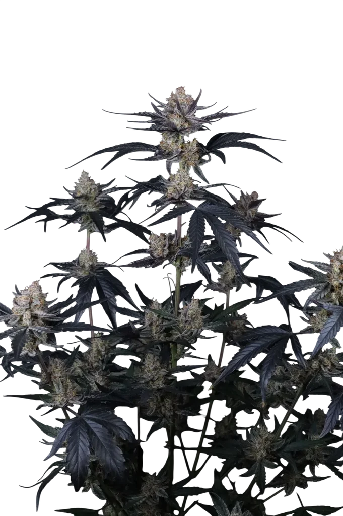 Guava Runtz Auto | AUTOFEM | Fast Buds