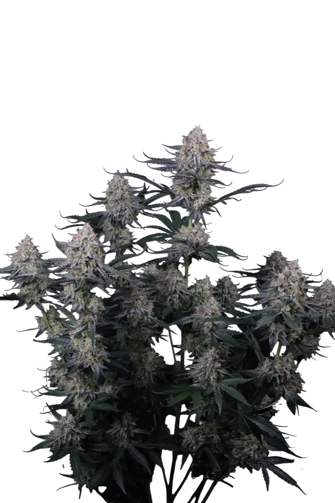 Guava Sundae Auto | AUTOFEM | Fast Buds
