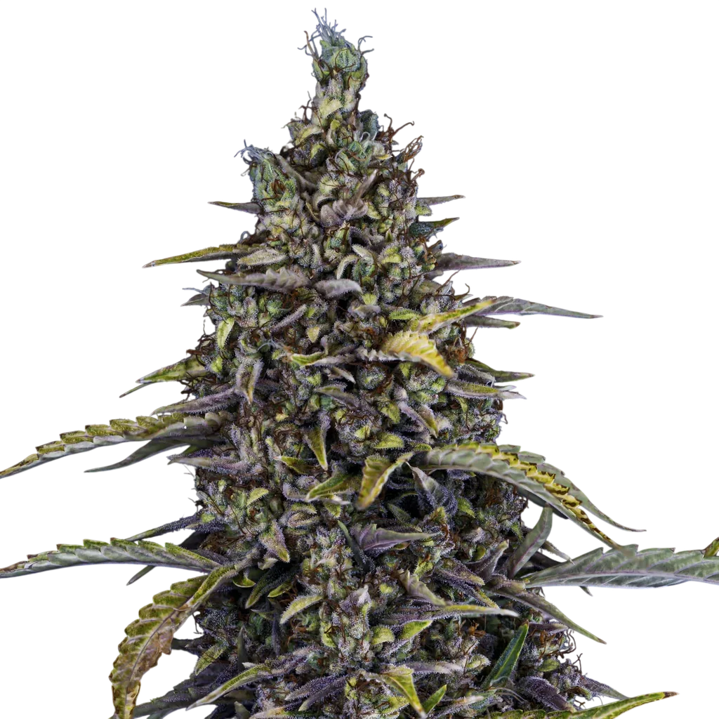 Jacob's Remedy Auto – Produktansicht
