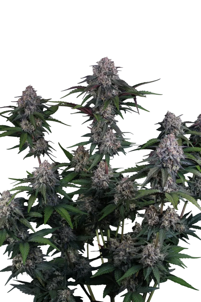 Lemon Cherry Sundae Auto – Produktansicht