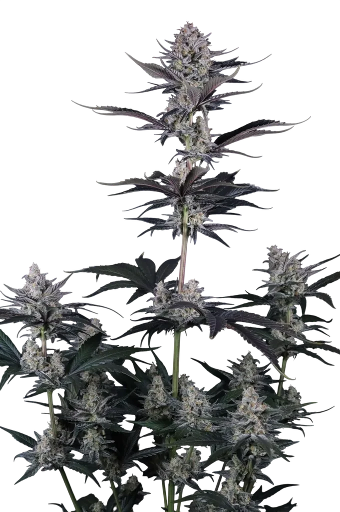 Mendo Guava Auto | AUTOFEM | Fast Buds
