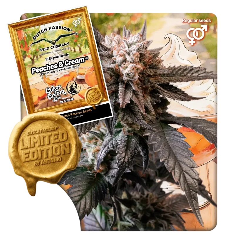 Peaches & Cream – Produktansicht