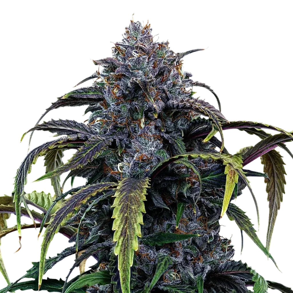 Rainbow Sundae 11 Auto – Produktansicht