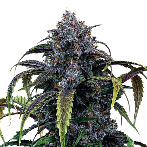 Rainbow Sundae 11 Auto