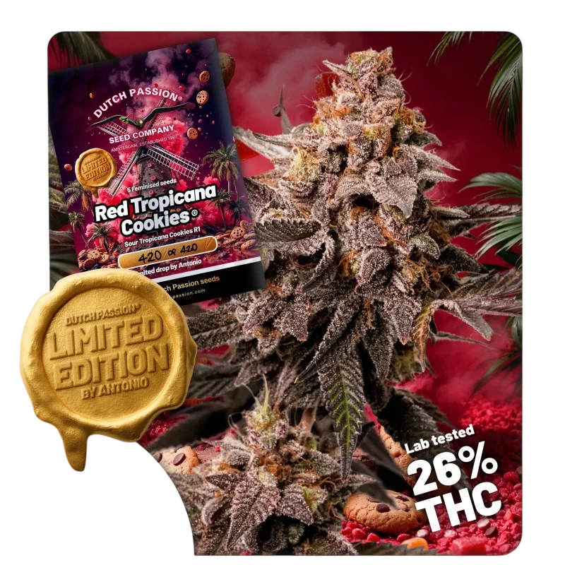 Red Tropicana Cookies – Produktansicht
