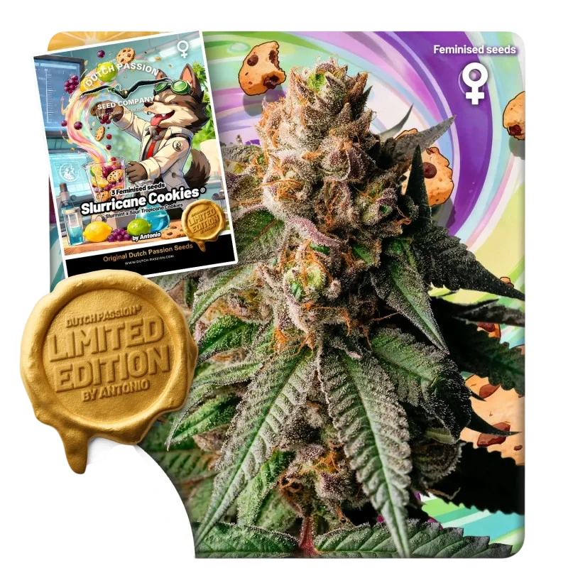 Slurricane Cookies – Produktansicht