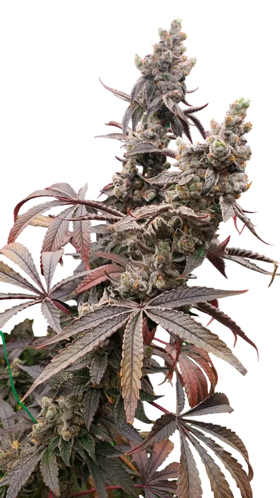 Strawzilla – Produktansicht
