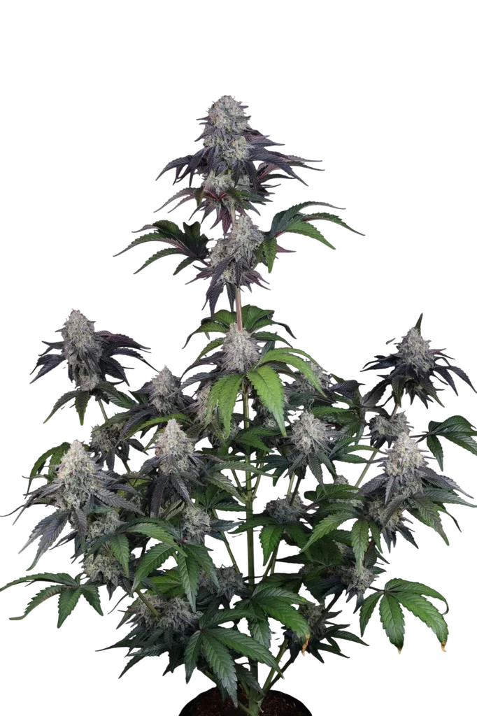 Sundae Frost Auto | AUTOFEM | Fast Buds