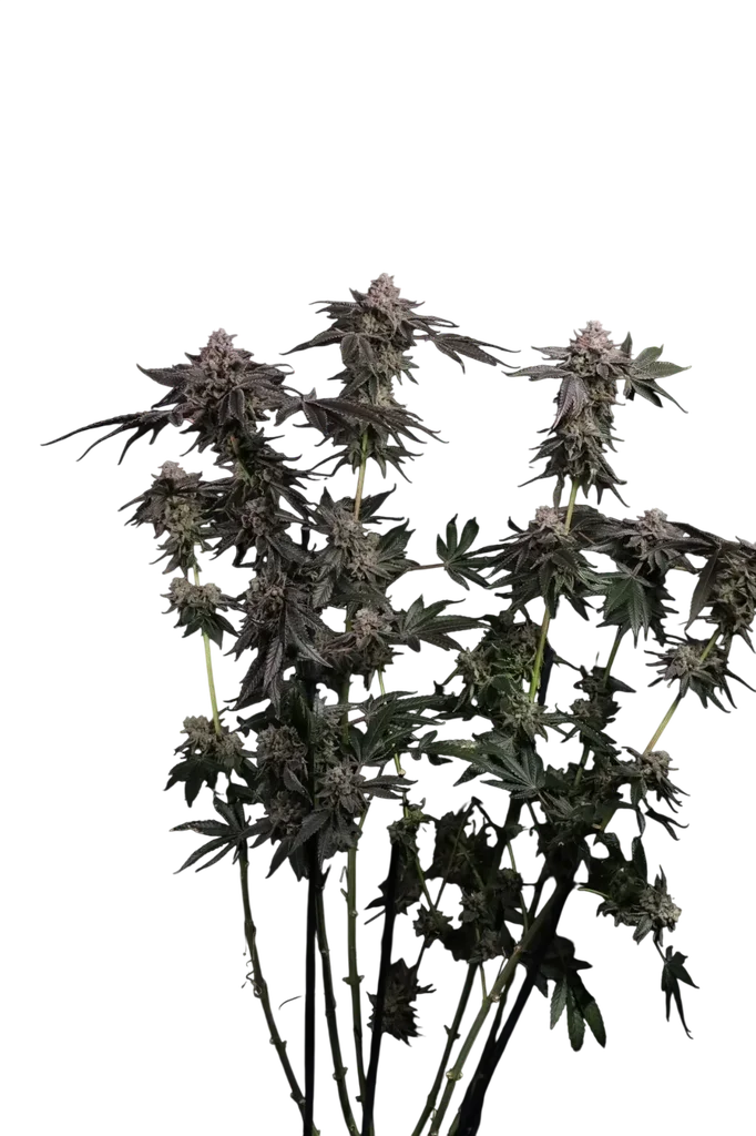 Z42 Auto | AUTOFEM | Fast Buds