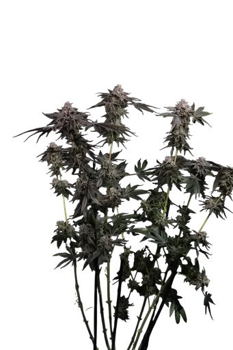 Z42 Auto