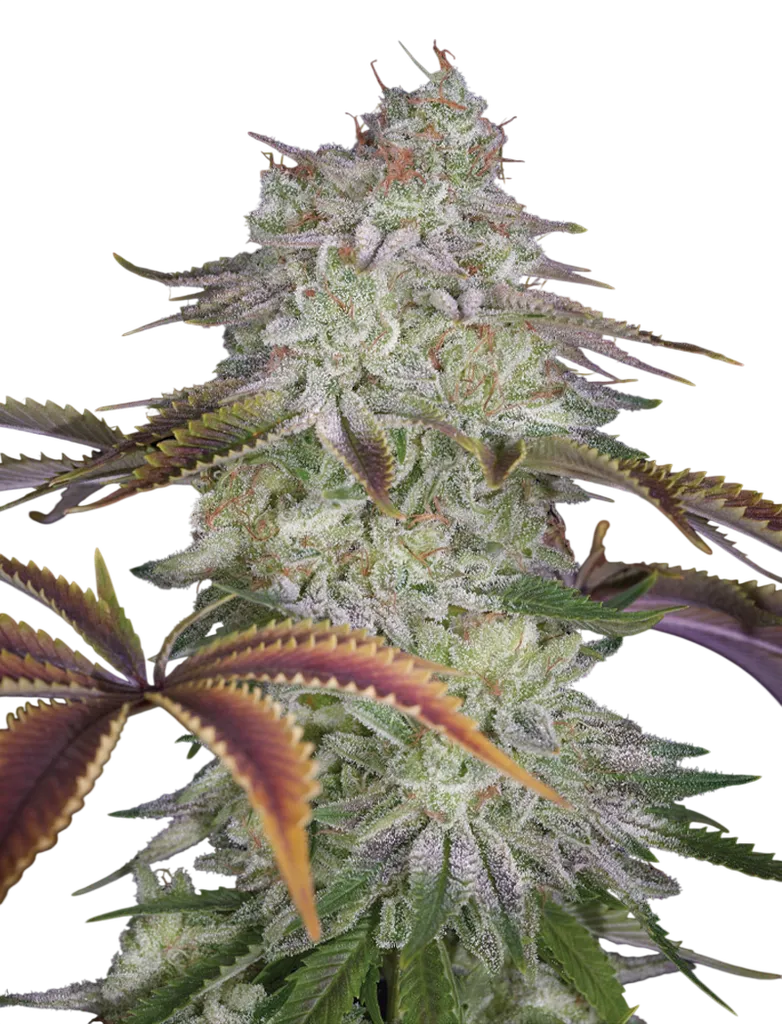 Alienz | PHOTOFEM | Greenhouse Seed Co.