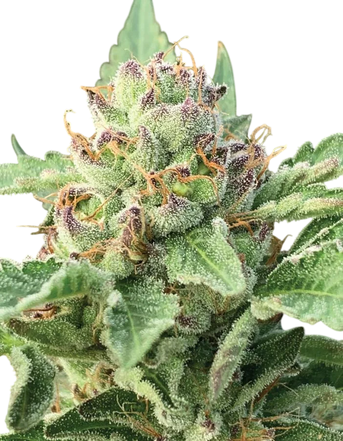 Apple Blossom Auto | AUTOFEM | Humboldt Seed Co.