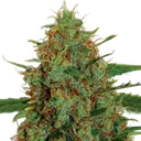 C99 | PHOTOFEM | G13 Labs