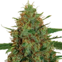 Cinderella 99 | PHOTOFEM | G13 Labs