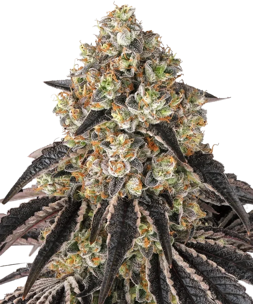 Black Cherry Gushers – Produktansicht